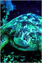 Sea Turtle big at Scuba Diving Pamilacan Philippines