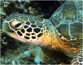 Sea Turtle big at Scuba Diving Pamilacan Philippines